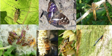 Vortrag über unsere Insekten- Schmetterling, Käfer Libelle und co