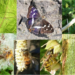 Vortrag über unsere Insekten- Schmetterling, Käfer Libelle und co