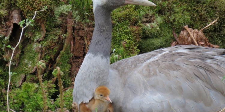 Wasser für den Kranich