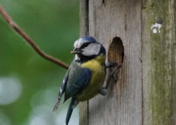 Vogelkästen-Reinigung im Steinhorst-Schiphorster Moor