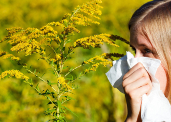 Erste Haselpollen lösen allergische Atemwegserkrankungen aus