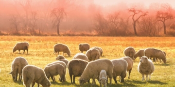 Landesregierung unterstützt erneut Impfungen gegen Blauzungenkrankheit