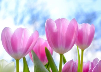 Op Platt: Gedanken an den Frühling