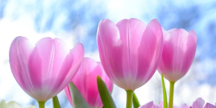 Op Platt: Gedanken an den Frühling