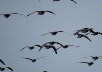 Vogelzug im Duvenseer Moor