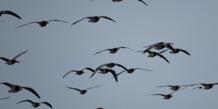 Vogelzug im Duvenseer Moor