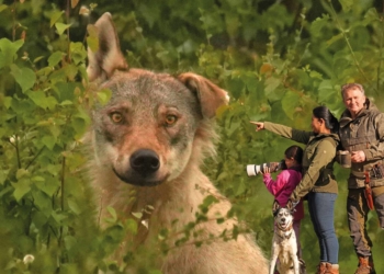 Vortrag ‚Wolfswelten‘ in der Priesterkate