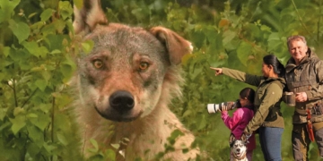 Vortrag ‚Wolfswelten‘ in der Priesterkate