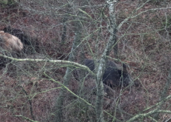 Kreisforsten setzen auf innovative Methode zur Bestandserhebung von Schalenwild