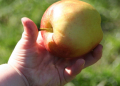 Kalennerspruch op Platt