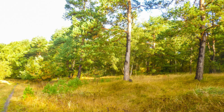 Besenhorster Sandberge erfolgreich „entkusselt“