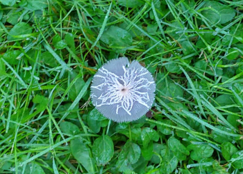 Frühjahrsausstellung: Natur, Glaube, Hoffnung