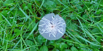 Frühjahrsausstellung: Natur, Glaube, Hoffnung