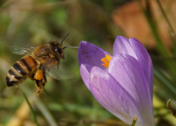 Foto der Woche: Bienen sammeln emsig Pollen