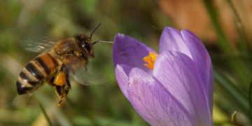 Foto der Woche: Bienen sammeln emsig Pollen