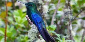 Zwischen Anden und Karibik – Naturerlebnisse in Kolumbien