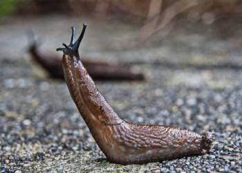 Sanfte Schneckenabwehr: Nachhaltige Tipps für einen schädlingsfreien Garten
