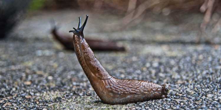 Sanfte Schneckenabwehr: Nachhaltige Tipps für einen schädlingsfreien Garten