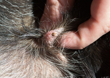 Kleine Plagegeister längst unterwegs 