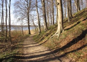Auf Entdeckungstour im Frühlingswald