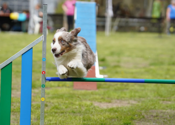 Jubiläumswochenende beim Hundesportverein Groß Grönau: 25 Jahre Agility im Fokus