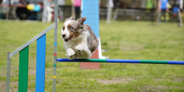 Jubiläumswochenende beim Hundesportverein Groß Grönau: 25 Jahre Agility im Fokus