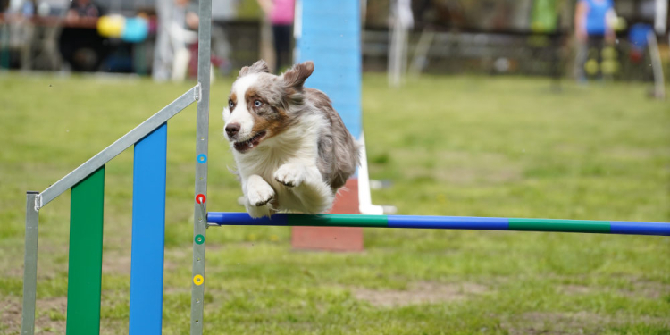 Jubiläumswochenende beim Hundesportverein Groß Grönau: 25 Jahre Agility im Fokus