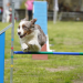 Jubiläumswochenende beim Hundesportverein Groß Grönau: 25 Jahre Agility im Fokus
