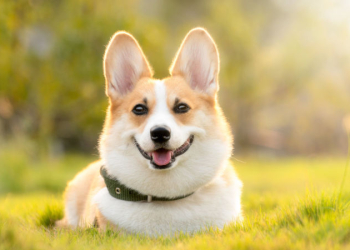 Hunde willkommen in Mölln – aber bitte anmelden!