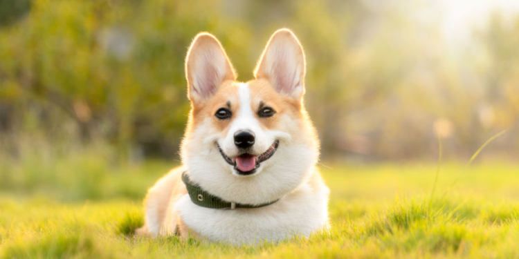 Hunde willkommen in Mölln – aber bitte anmelden!