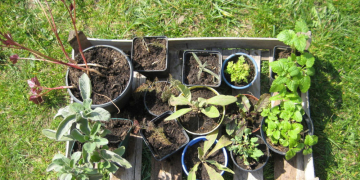 Pflanzen- und Samen-Tauschbörse in Klempau