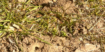 Bienen schwirren am Sportplatz