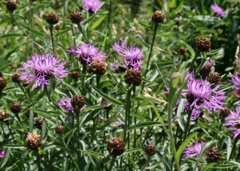 Mit heimischen Wildpflanzen den Garten attraktiv für Tiere gestalten