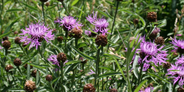 Mit heimischen Wildpflanzen den Garten attraktiv für Tiere gestalten