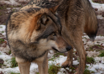 Wölfe unter Beschuss – Tierschutzbund warnt vor Rückschritt im Artenschutz