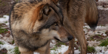 Wölfe unter Beschuss – Tierschutzbund warnt vor Rückschritt im Artenschutz