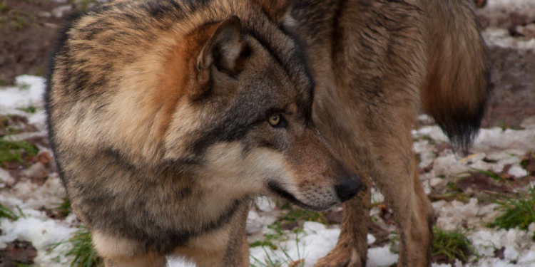 Wölfe unter Beschuss – Tierschutzbund warnt vor Rückschritt im Artenschutz