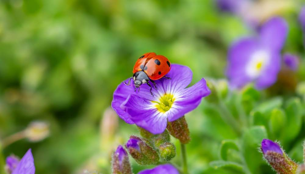 Op Platt: eine Frühlingsbotschaft