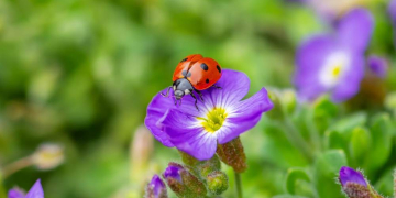 Op Platt: eine Frühlingsbotschaft