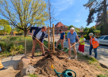 Rotbuche zum Gedenken an Stadthistoriker Helmut Knust gepflanzt