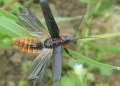 Vortrag über unsere Insekten – Schmetterling, Käfer, Libelle und Co