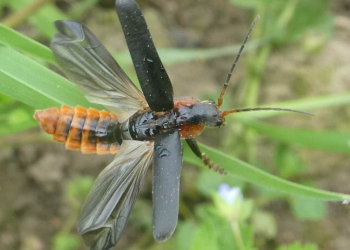 Vortrag über unsere Insekten – Schmetterling, Käfer, Libelle und Co