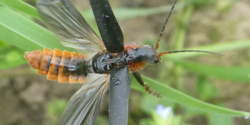 Vortrag über unsere Insekten – Schmetterling, Käfer, Libelle und Co