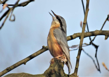 Vogelstimmen-Spaziergang in Mölln