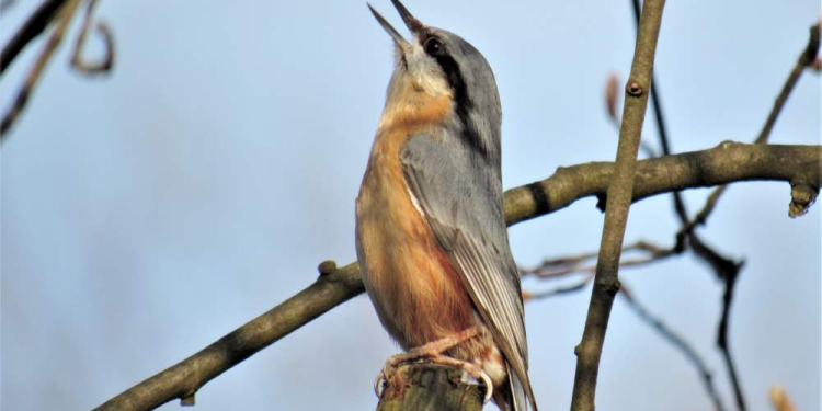 Vogelstimmen-Spaziergang in Mölln