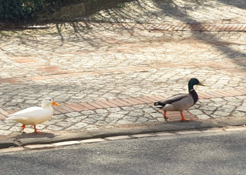 Stockenten brüten an ungewöhnlichen Orten