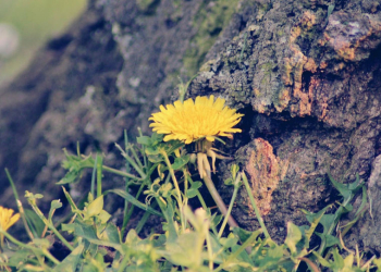 Natur am Wegesrand entdecken: Der Kreis Herzogtum Lauenburg beteiligt sich am „Aktionsmonat Naturerlebnis“