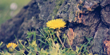 Natur am Wegesrand entdecken: Der Kreis Herzogtum Lauenburg beteiligt sich am „Aktionsmonat Naturerlebnis“