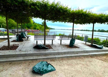 Vandalismus: Wassersäcke zur Baumpflege am Elbblick abgerissen