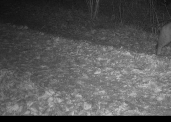 Sensationeller Nachweis einer Wildkatze in Schleswig-Holstein